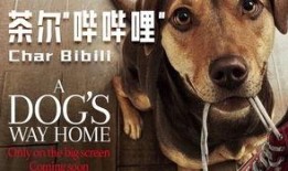 狗狗电影在线观看,温馨陪伴，在线共赏